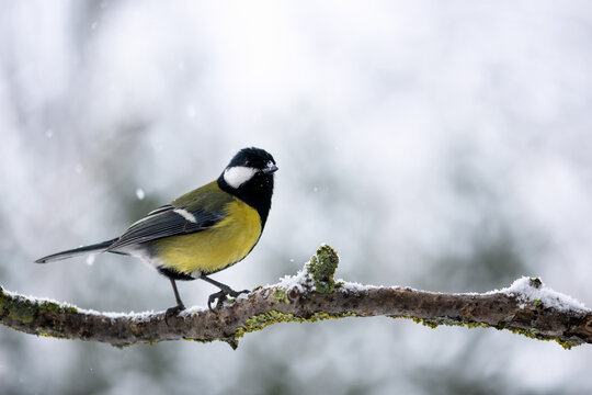 Tiny tom tit bird with yellow belly on tree twig during snow falling closeup. Birds photography