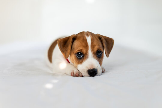 Tiny Jack Russel terrier puppy with sad eyes on the white bed close up. Dogs and pets photography