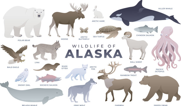 Alaskan animals, birds, fish set. Polar bear, lynx, snowy owl, caribou, whale, salmon. Wildlife of Alaska vector illustration. Arctic wild animal collection.