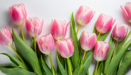 Obraz premium A radiant bouquet of pink tulips against a white backdrop, illuminated by natural light. The composition emphasizes the delicate petals and green stems, perfect for spring-themed designs.