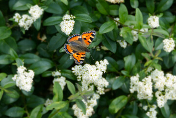 Small Tortoiseshell Butterfly (Aglais urticae) sitting on a flowering hedge in Zurich, Switzerland