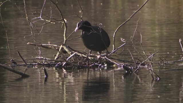 coot at the nest on the water