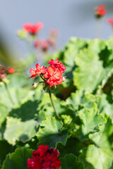 Red Geranium flowers with green leaves in a garden