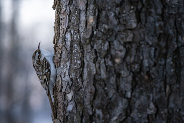 Obraz premium Eurasian treecreeper (Certhia familiaris) on tree stem. Birds photography