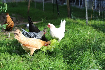 Spring. Chickens as pets -3. Five colorful chickens eat fresh salad. Green  lawn. Protective grid with current.