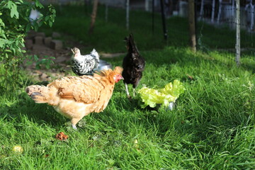 Spring. Chickens as pets - 4. The red-haired chicken Caramel is excited and runs to eat salad.