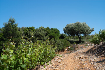 Fototapeta na wymiar olive tree plantation, pyrénées orientales