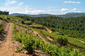 Fototapeta na wymiar vineyard in region, pyrénées orientales