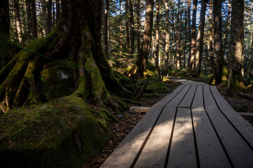 木漏れ日が差し込む苔の森