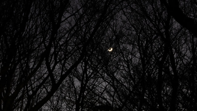 枝の間の三日月