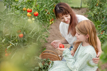 mother and daughter collect tomatoes in a basket in the garden beds. parents and children work in the garden. organic vegetarian food.