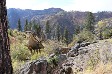 Bull elk grazing in the Salmon River breaks near Lucille Idaho in the early fall