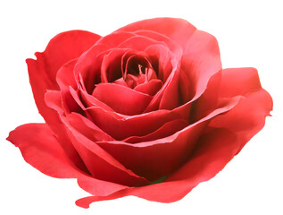 Red single rose flower on transparent. Valentine day holiday concept