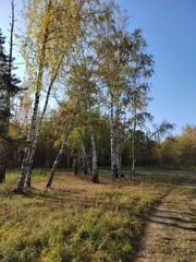 forest, tree, nature, trees, autumn, landscape, green, woods, park, wood, pine, path, foliage, sun, fall, season, light, leaf, spring, plant, leaves, woodland, environment, road, natural