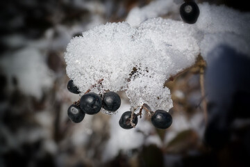 Winter wonderland, snow crystals on fruits of european privet, Ligustrum vulgare, close-up photo