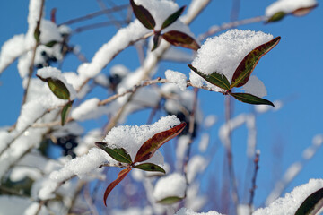 Winter wonderland, snow crystals on european privet, Ligustrum vulgare, close-up photo