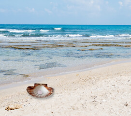 A seashell on a beach of rough sea