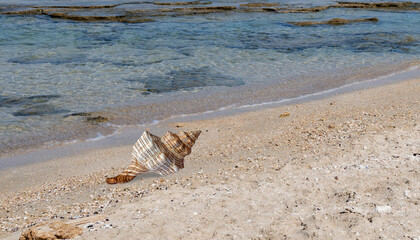 A seashell on a beach of rough sea