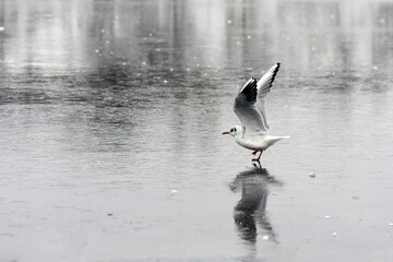 Seagull on the ice of the frozen lake with a reflection