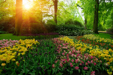 Fototapeta premium Spring flower park in the sunlight