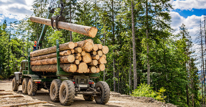 Truck loading wood in the forest. Loading logs onto a logging truck. Portable crane on a logging truck. Forestry tractors, trucks and loggers hydraulic machinery. Felling of trees, cut trees