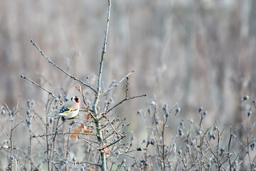 goldfinch perched on a frosty branch with icy grass and wildflowers in the background