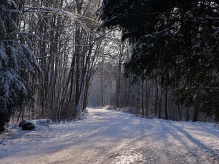 Winter im Park