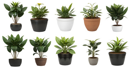 Set of various houseplants displayed in ceramic pots with transparent background. Potted exotic house plants - Home garden banner  - nature - forest - compositing footage