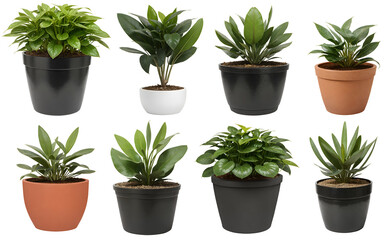 Set of various houseplants displayed in ceramic pots with transparent background. Potted exotic house plants - Home garden banner  - nature - forest - compositing footage