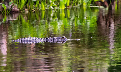 Live Florida Alligator Swimming in Wakulla Springs