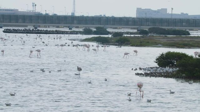 Wide shot of Sitra park in Bahrain, seagulls and flamingos in shallow water