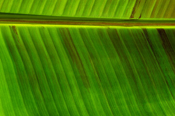 Сlose up green leaf texture