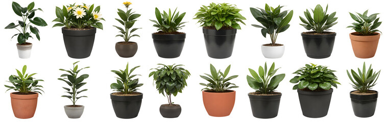 Collection of beautiful plants in ceramic pots isolated on transparent background - nature - forest - tropical jungle element - video compositing footage - obrazy, fototapety, plakaty