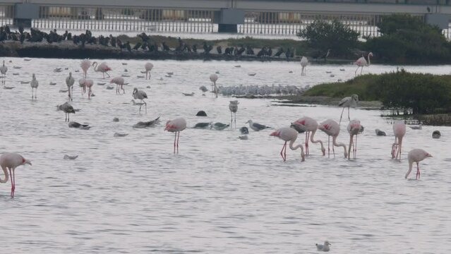 Large group of water birds in Sitra Park, flamingos and seagulls