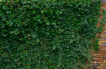Fototapeta na wymiar Ivy brick wall texture