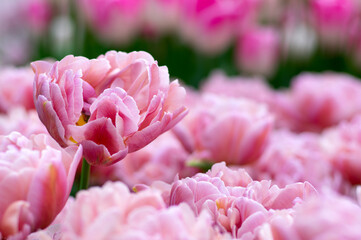 Obraz premium Tulips flower blooming in the colorful background