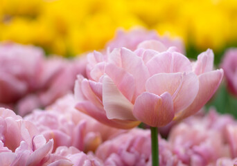 Tulips flower blooming in the colorful background