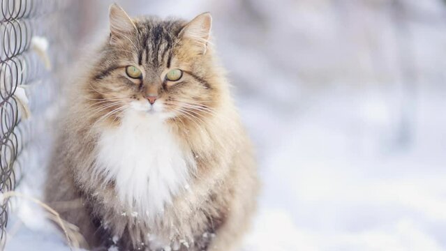 cute fluffy Siberian cat sitting near fence in snow, pet walking outdoors in rural yard on winter nature rural scene