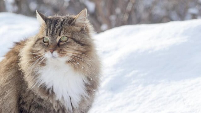 close up cat face on background of white snow, fluffy beautiful Siberian cat walking outdoors, pets on winter nature rural scene
