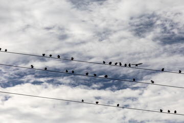 Sciacca, Sicily, Italy Small birds perched on electrical lines. - obrazy, fototapety, plakaty