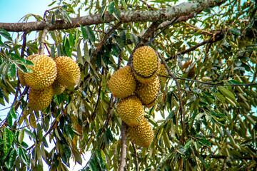Fresh local Indonesian durian. The durian is still on the tree, maintaining its freshness. The...