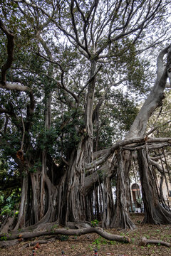 Palermo, Sicily, Italy The large Ficus Macrophylla tree growing in the city's Giardino Garibaldi is the oldest tree in Italy.