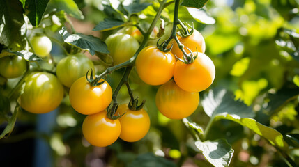 close up of yellow tomatoes ripening on the vine in a garden