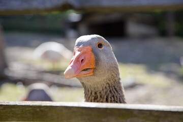 Goose head