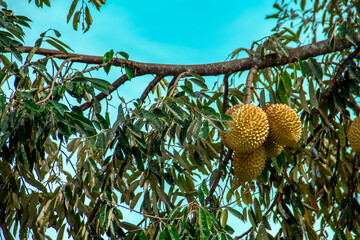 Fresh local Indonesian durian. The durian is still on the tree, maintaining its freshness. The...