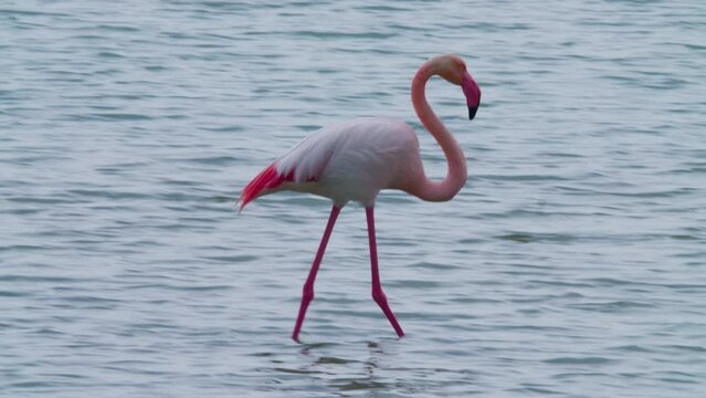 Single pink flamingo wading in shallow pond waters