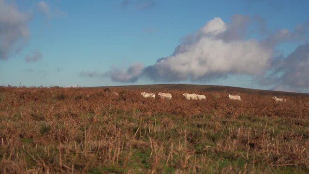 Sheep roaming through bracken on a hill in England
