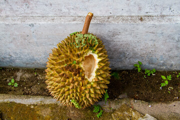 Local Indonesian durian is delicious and contains various vitamins and minerals, providing a delightful taste experience.