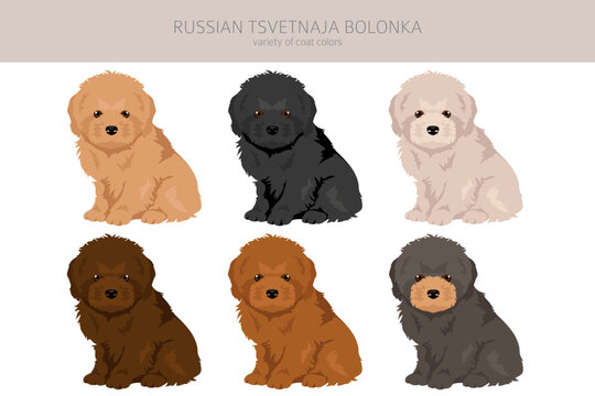 Russian tsvetnaja bolonka puppy clipart. Different poses, coat colors set