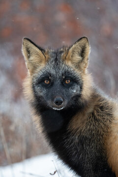 Cross fox in the snow